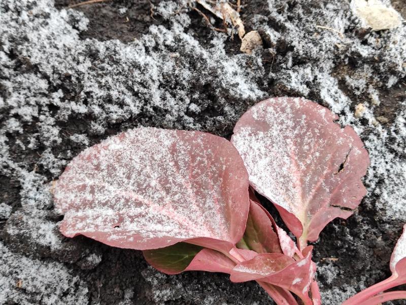 Прогноз на выходные: 6 и 7 декабря в Самарской области ожидается небольшой снегопад