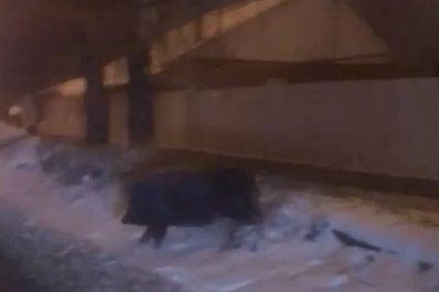 По дорогам Тольятти ранним утром бегал упитанный хряк