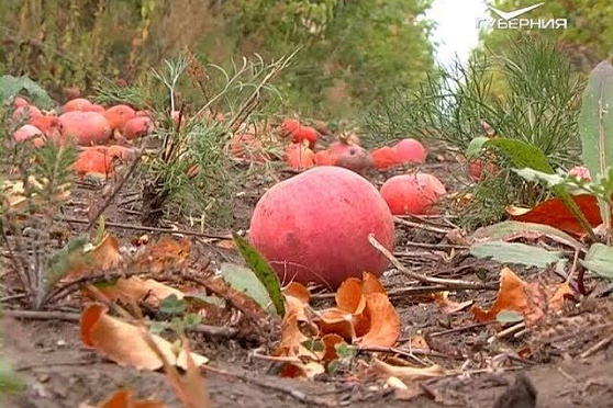 Рецепты деликатесов из яблок. Удачные заметки от 18.09.2018