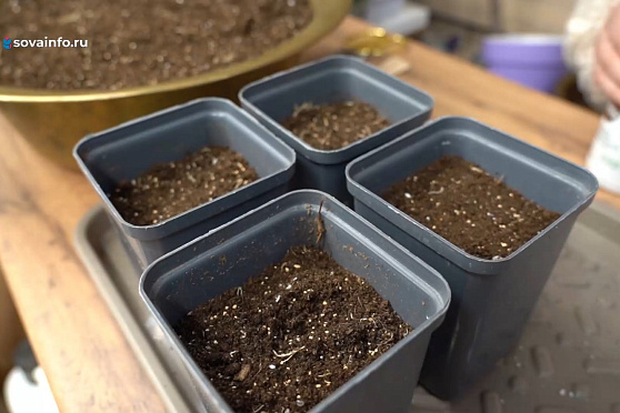 Сеем огурцы. Дачные сезоны