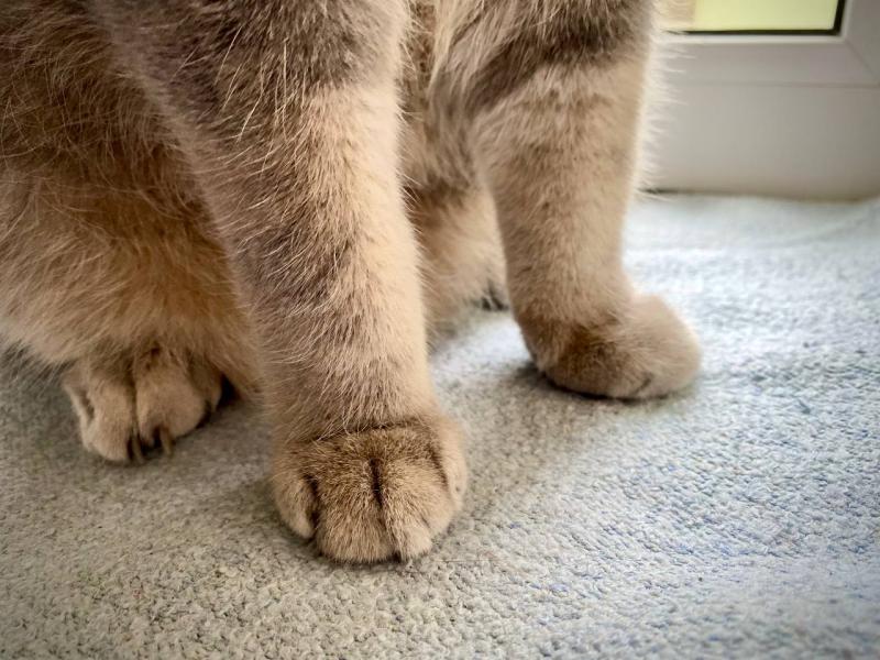 Спасенную кошку Мусю могут больше не вернуть в "Ласточкино гнездо"