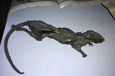 Жуткий товар: самарец продает мумию черной крысы