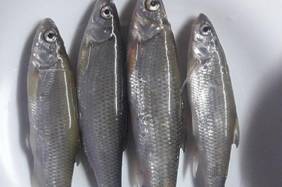 Житель Сызрани поймал необычную рыбу и попросил пользователей определить, что это