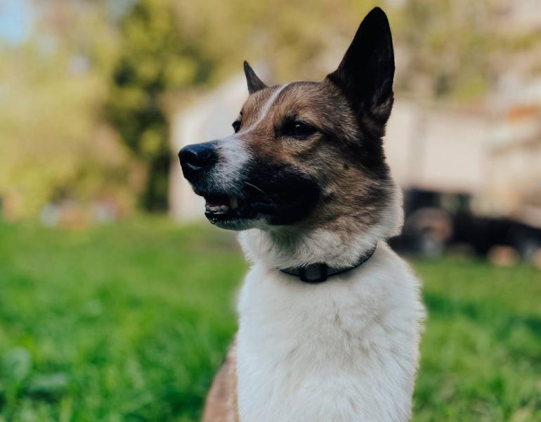 Самарцам рассказали, как найти потерявшуюся собаку
