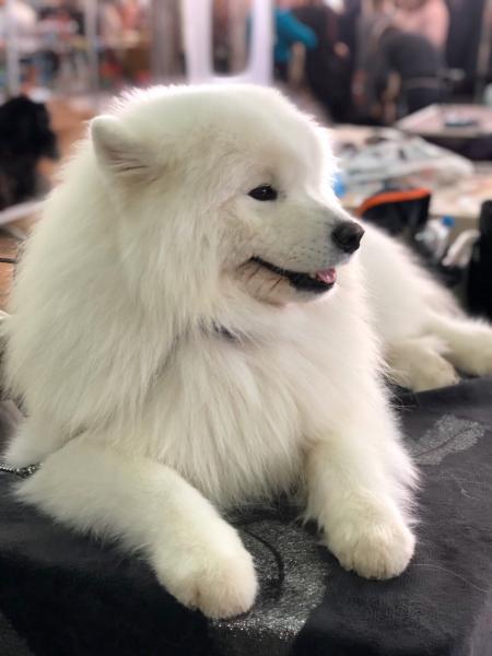 В Самаре прошла крупная выставка животных