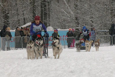 Под Самарой прошли рождественские гонки на собачьих упряжках