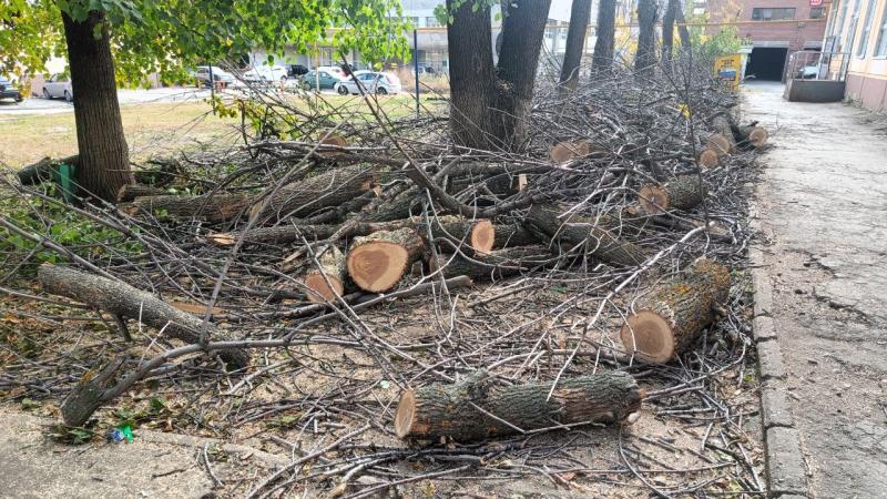 В Самаре в октябре продолжится санитарная обрезка деревьев