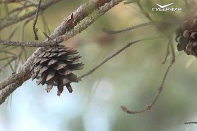 В Самарской области перевыполнили план 2019 года по восстановлению лесов