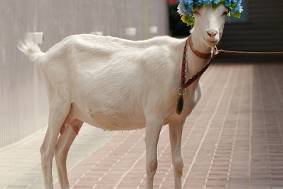 В Самаре хотят открыть Музей козы