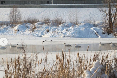 Сызранские лебеди могут перейти на зимовку в самарский зоопарк 