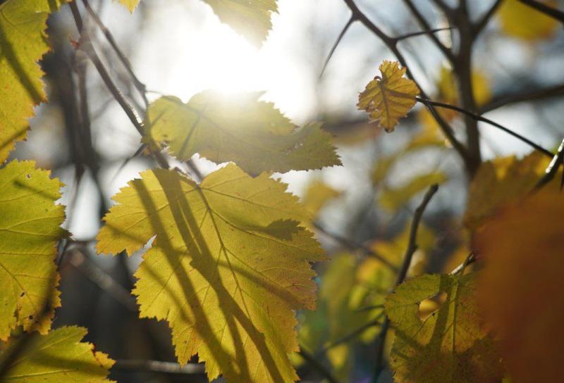 Народные приметы на 2 ноября 2025 года: что нельзя делать в этот день