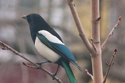 Вышла с котами на охоту: жительница Самары сфотографировала первую сороку