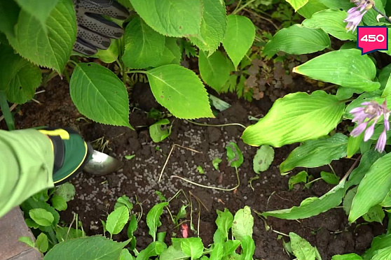 Делаем осенние подкормки. Дачные сезоны