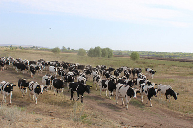 Крестьянская смекалка: как аграрии из Похвистневского района развивают хозяйство