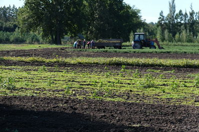 В Самарской области посадят более 130 га леса