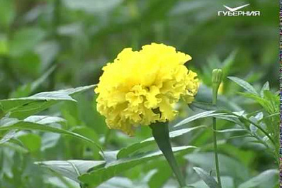 В Самаре продолжается прием заявок на участие в проекте Твой конструктор двора