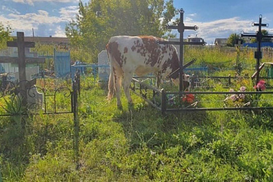 Сельчане под Сызранью пасут коров на кладбище