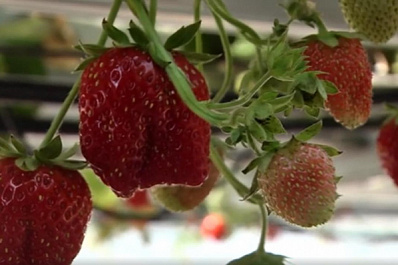 В Самарской области внедряют новые технологии в выращивании плодово-ягодных культур