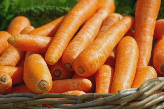 Чем полезна фиолетовая морковь? Утро Губернии