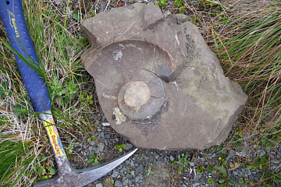 В Самарской области состоится конференция палеонтологов, экологов и геологов