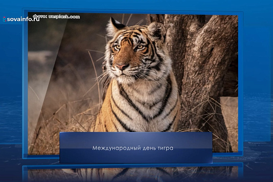 Международный день тигра. Календарь Губернии от 29 июля