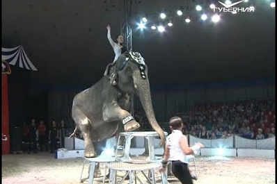 "Шоу слонов" привёз в Самару потомственный дрессировщик