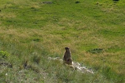 В Самарской области обнаружены очень упитанные сурки