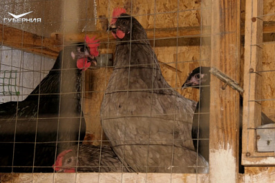 Необычный курятник: в Хворостянском районе фермер собрал редкие декоративные породы кур