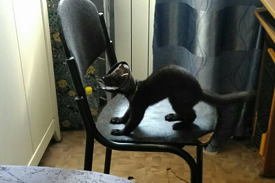 В Самаре ищут хозяев потерянной куницы 