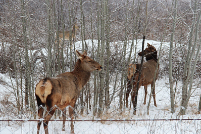 В питомнике самарского зоопарка к паре олених прибилась самка косули