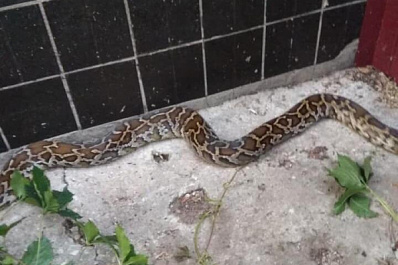 В Тольятти по улице ползала огромная змея