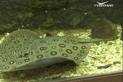 В самарском зоопарке отметили День матери