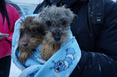 Волонтёры вывезли из квартиры жительницы Тольятти около 120 собак