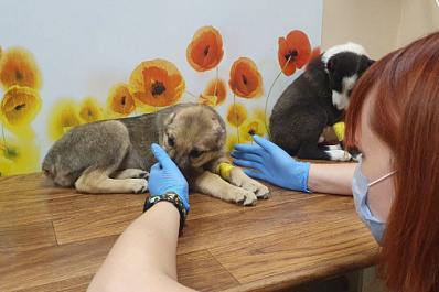 Отрезал уши и хвосты: в Чапаевске живодер решил ножницами сделать из двух щенков алабаев