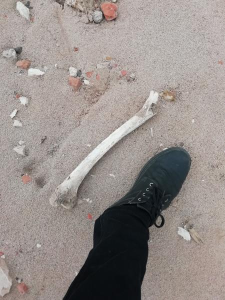 Житель Тольятти обнаружил на пляже человеческие кости