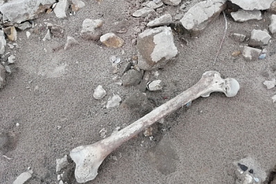 Житель Тольятти обнаружил на пляже человеческие кости