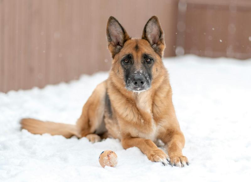 Спасатели вытащили собаку, застрявшую в заборе
