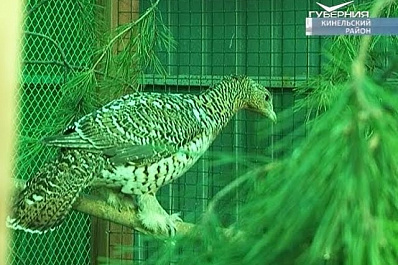 Дюжина глухарей, чей вид занесен в региональную Красную книгу, доставлена в Самарскую область из Сибири