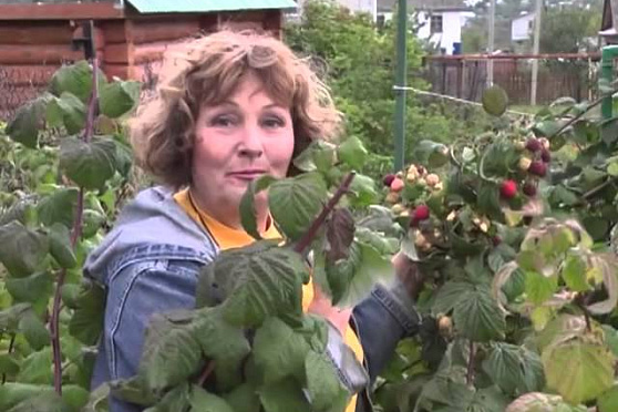 Дачные советы 13.09.2012