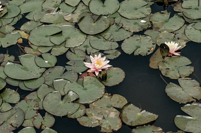 На Волге началось активное цветение краснокнижного лотоса