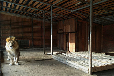 В Самарском зоопарке отметили 15-летие африканского льва Цезаря