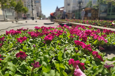В Самаре на Ленинградской погибли цветы в клумбах из-за жары + 36 градусов и ветра