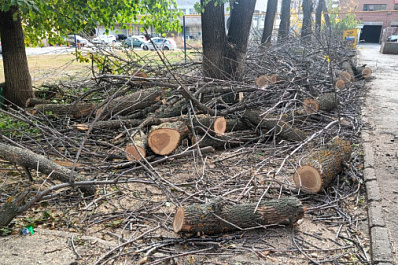 В Самаре в октябре продолжится санитарная обрезка деревьев