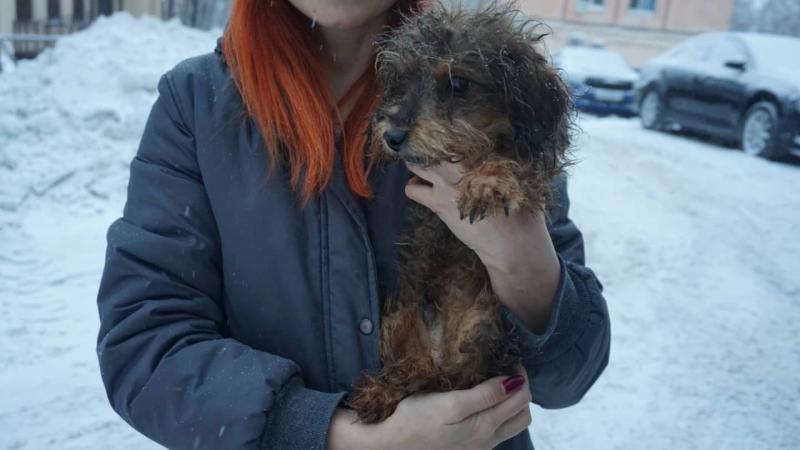 Жаловались на запах: волонтёры рассказали подробности о квартире со 120 собаками в Тольятти