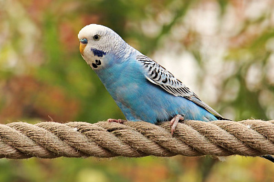 Зажарила попугая: жительница Сызрани рассказала о неудачной попытке завести питомца