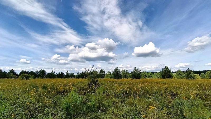 В Самарской области усилен контроль за пожарной безопасностью в лесах