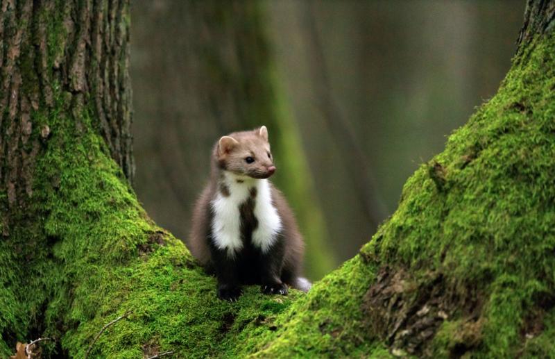 В Жигулевском заповеднике показали, как дикая куница запасается яблоками