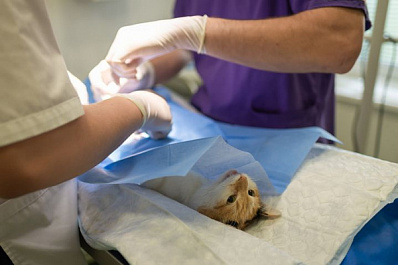 В Госдуму внесли законопроект об обязательной стерилизации домашних животных 