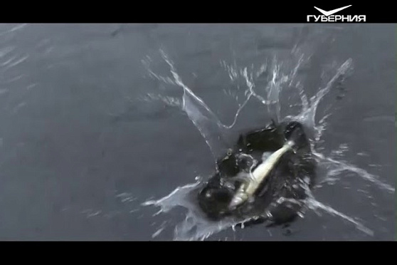 Рыбалка на базе “Аквахаус”. Рыбацкое счастье от 24.10.2017