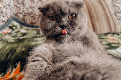В Тольятти пройдет выставка кошек, где можно забрать питомца домой